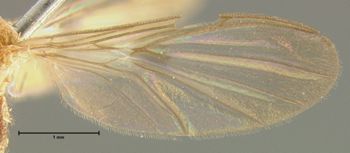Media type: image;   Entomology 14543 Aspect: wing